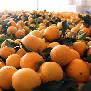 大量纽荷尔脐橙、冰糖橙、红心橙供应，电话18565738...