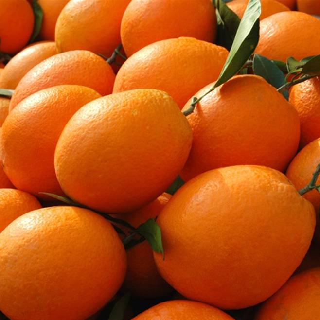 大量纽荷尔脐橙、冰糖橙、红心橙供应，电话18565738307维信lgyxg888