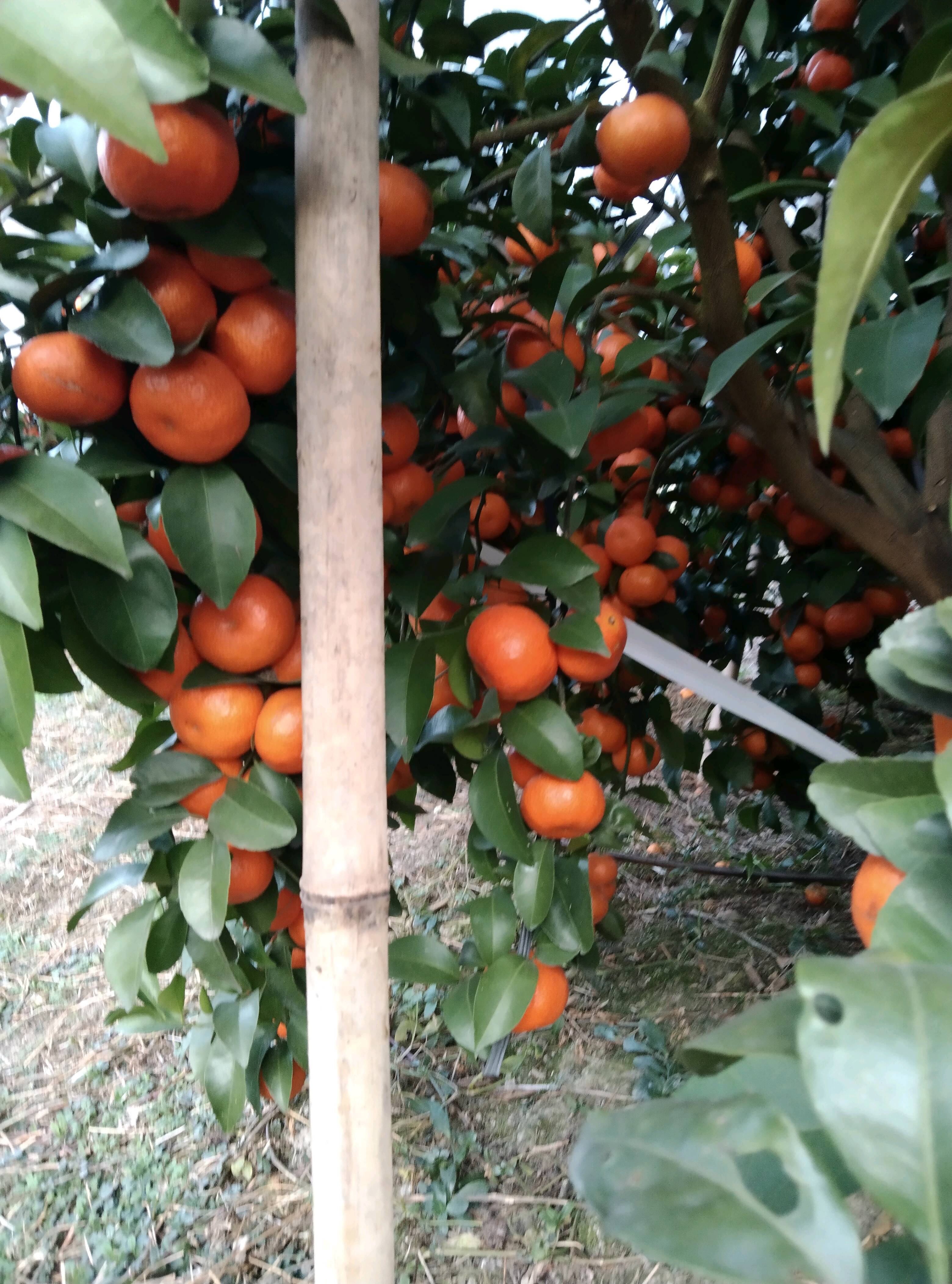 广西象州，砂糖橘沃柑已大量上市欢迎各位老板前来采购，代办代收13367526609