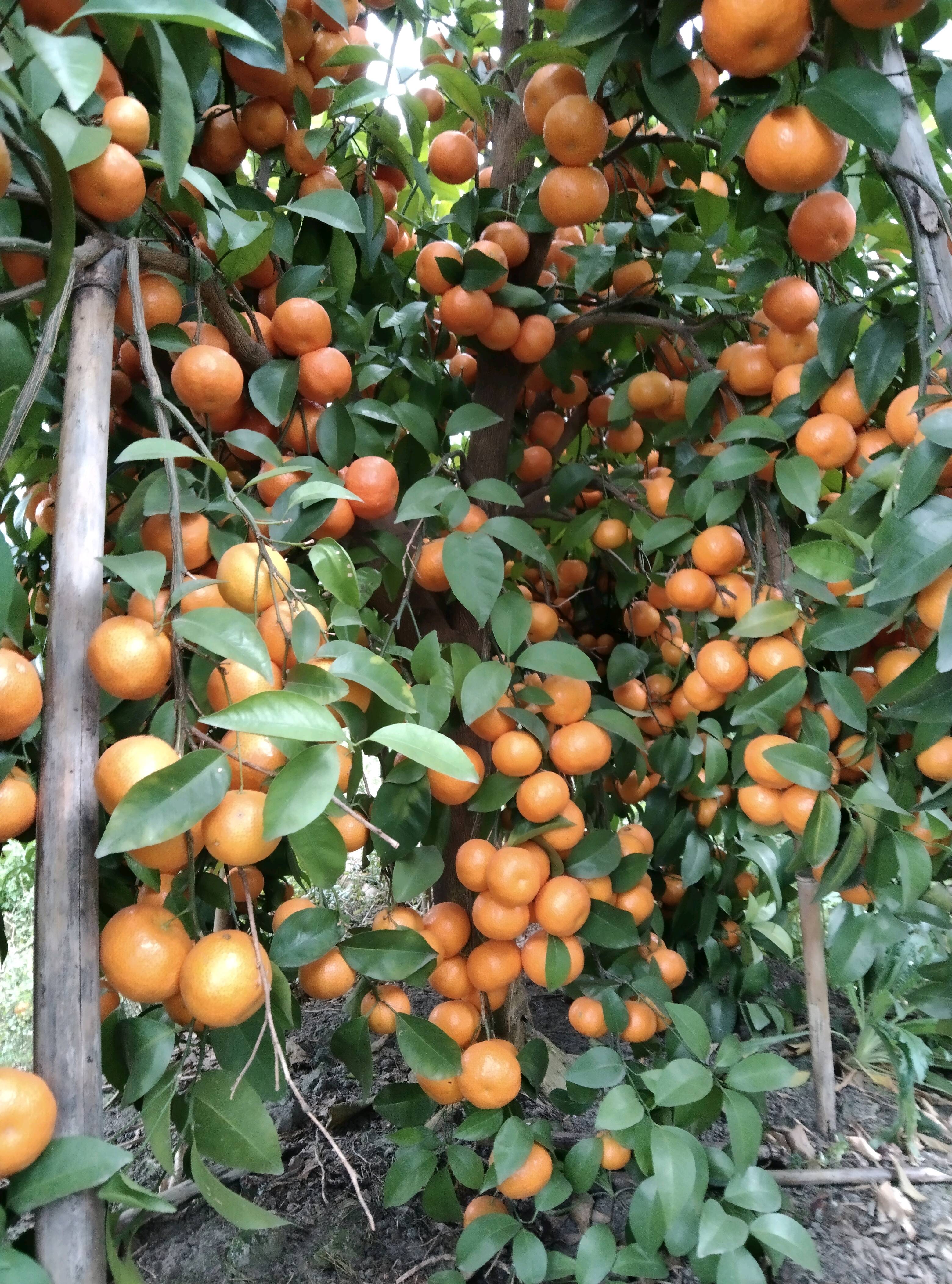 广西象州，砂糖橘沃柑已大量上市欢迎各位老板前来采购...
