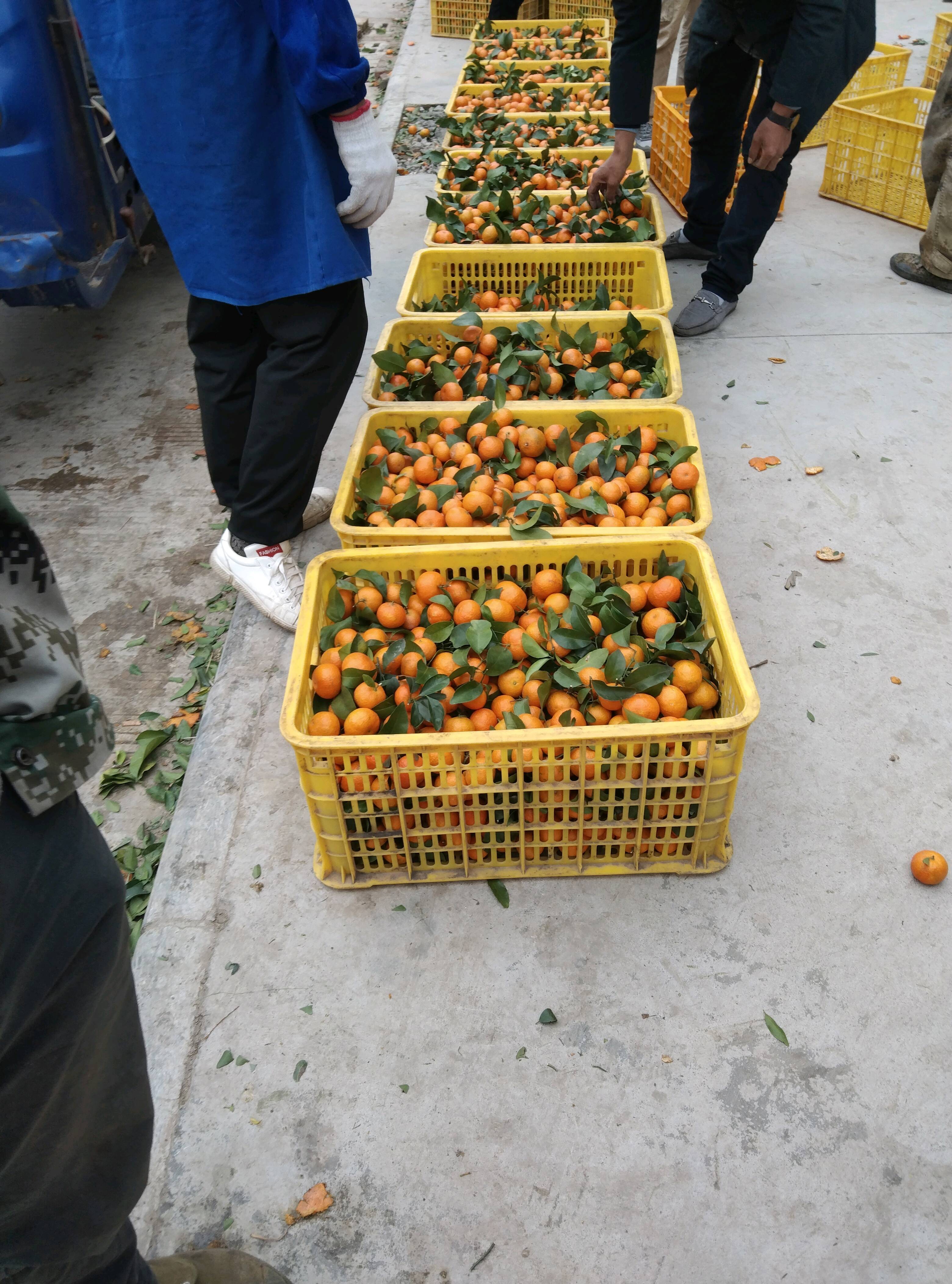 广西象州，砂糖橘沃柑已大量上市欢迎各位老板前来采购，代办代收13367526609