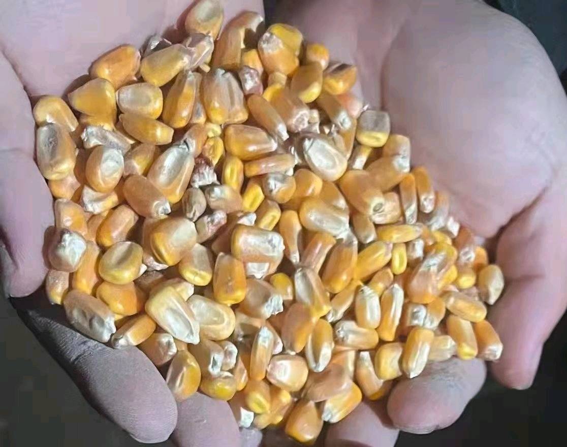 吉林白城央企仓储玉米现货，标准二级新粮。袋装另加40/吨，验货不满意可退货。