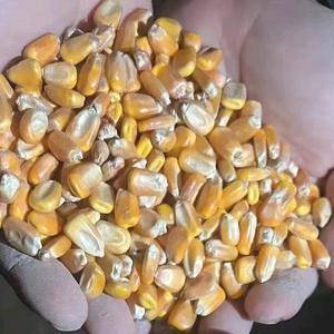 吉林白城央企仓储玉米现货，标准二级新粮。袋装另加40/吨...