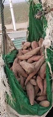 精品西爪红密薯大量出窑需要的老板欢迎采购支持各种包装运输