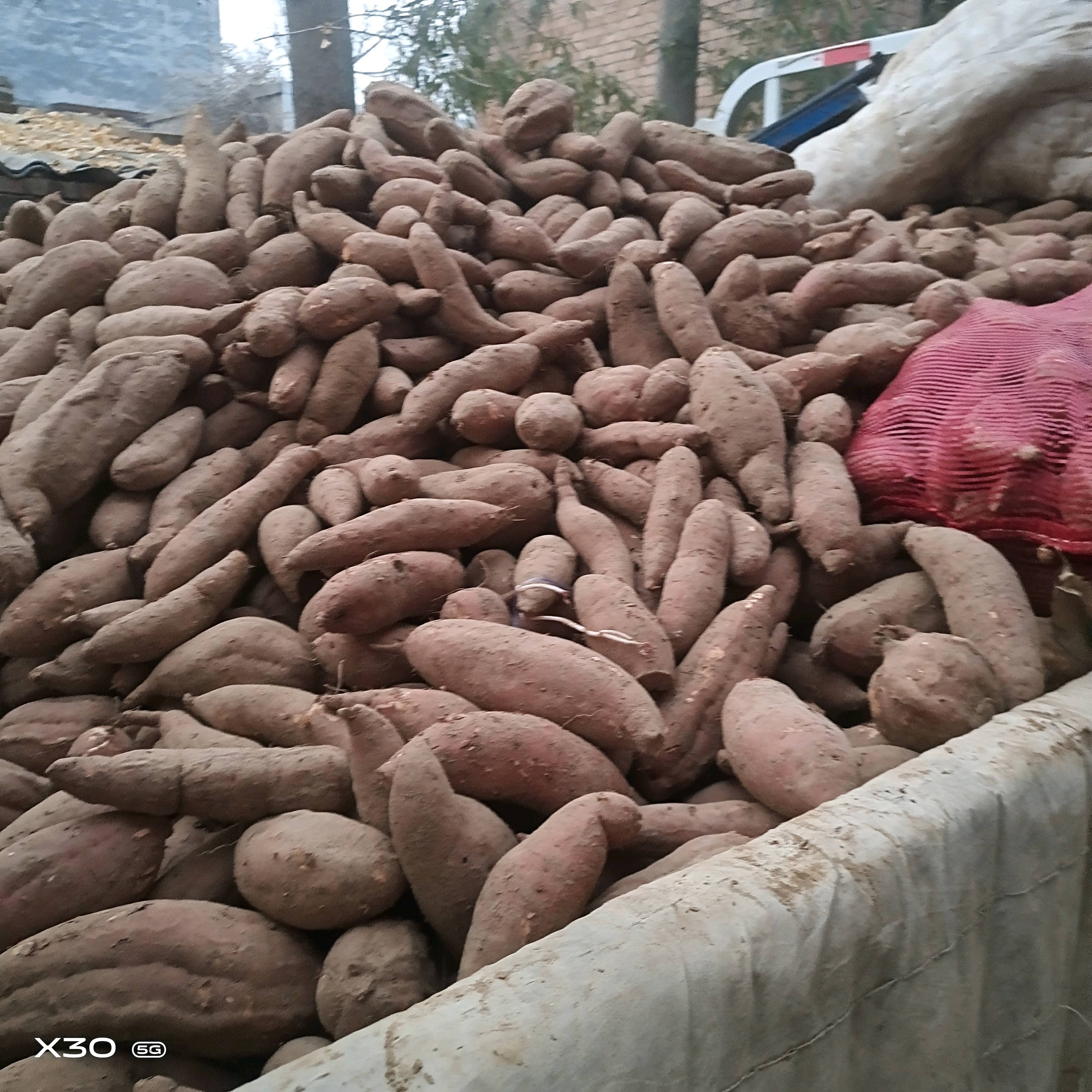 精品西爪红密薯大量出窑需要的老板欢迎采购支持各种包装运输