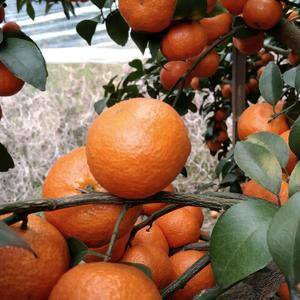广西象州，砂糖橘沃柑大量上市欢迎各位老板前来采购代办代收...