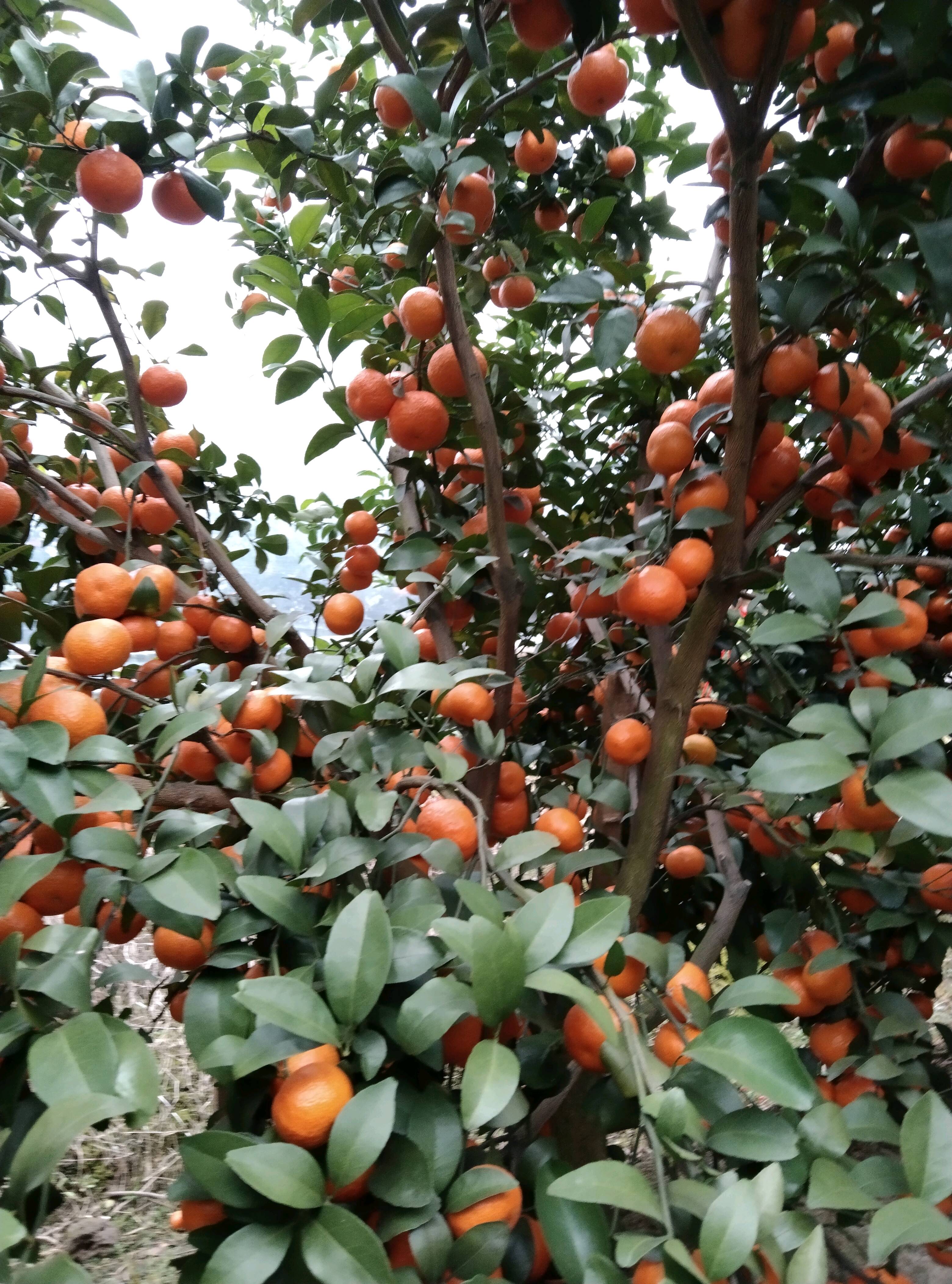 广西象州，砂糖橘沃柑大量上市欢迎各位老板前来采购代办代收一灸龙服务，13367526609.