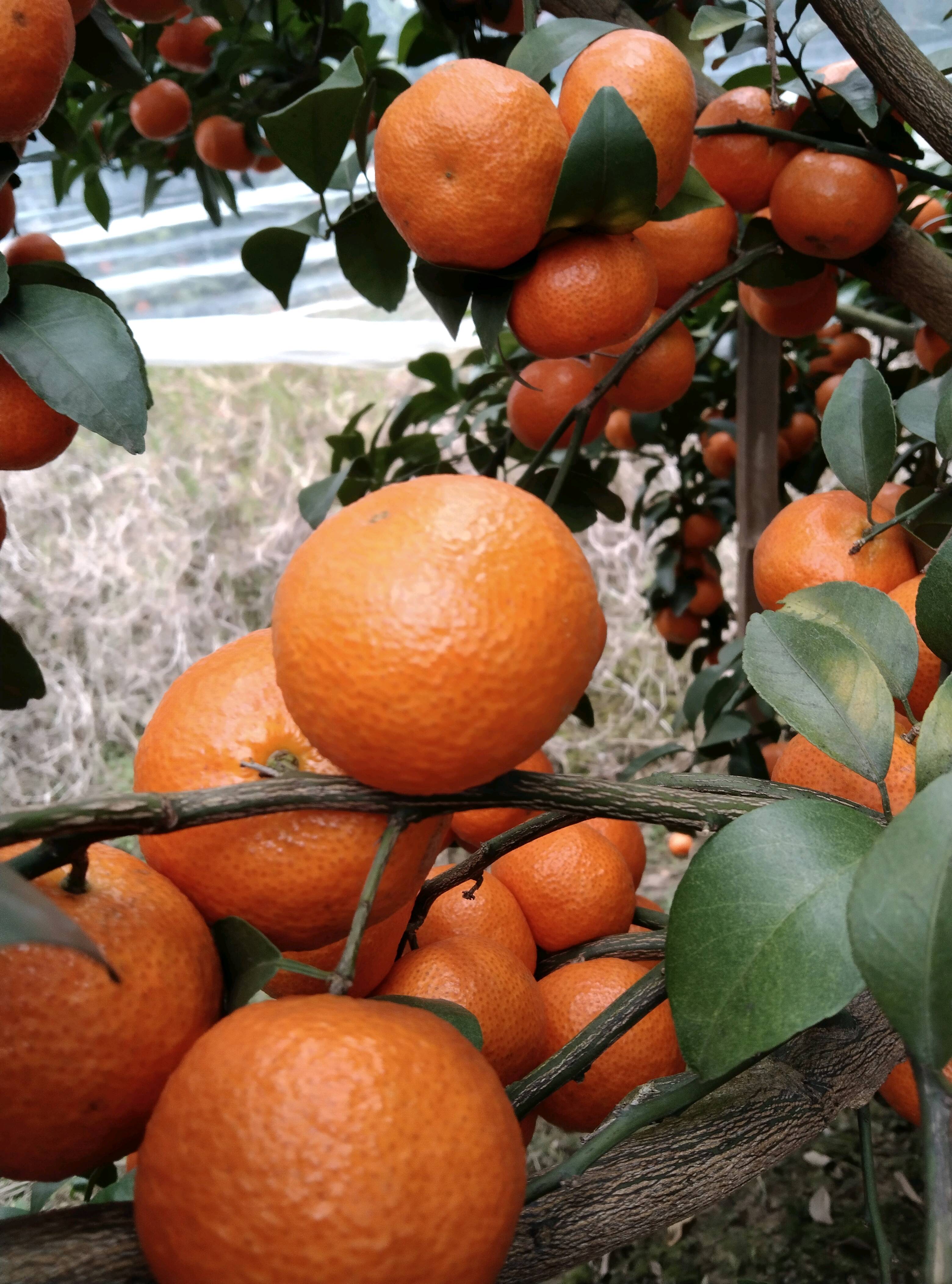 广西象州砂糖橘沃柑大量上市欢迎各位老板前来采购，代办代收一条龙服务，13367526609.