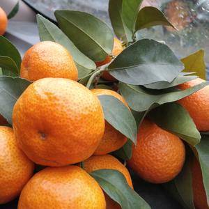 广西象州，砂糖橘沃柑大量上市欢迎各位老板前来采购，代办代...