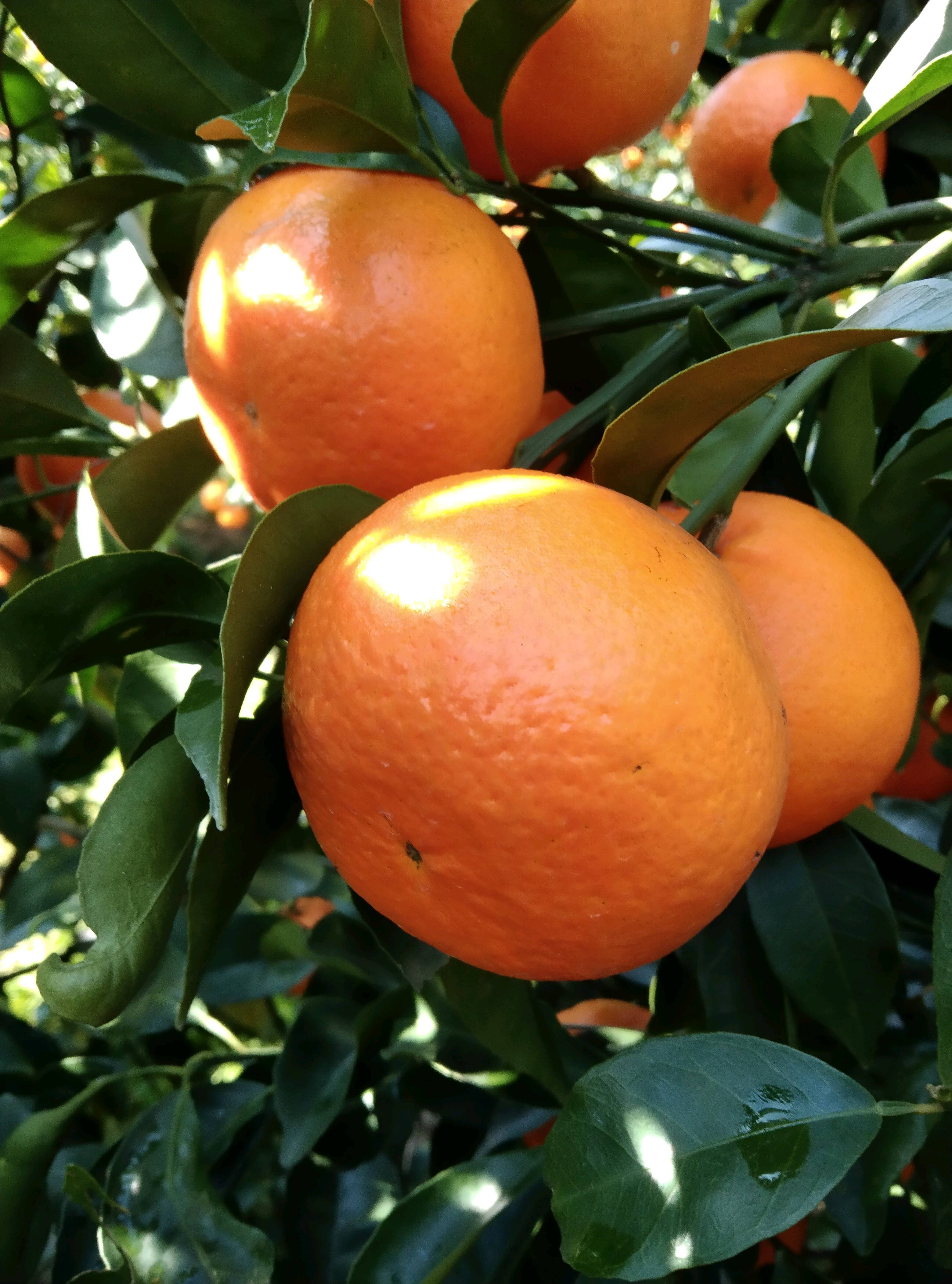 广西象州，砂糖橘沃柑大量上市欢迎各位老板前来采购，代办代收，一流的服务，13367526609.