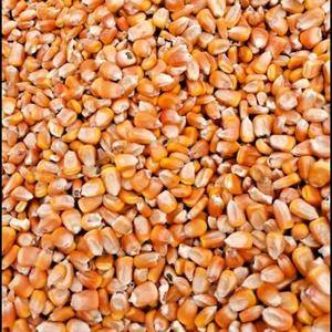 优质玉米粒，干净玉米粒，本地特产，全国供货