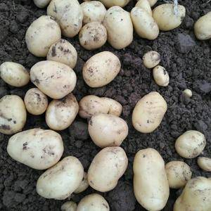 大量土豆（马铃薯）上市，电话：15060518000  ...