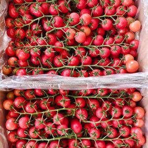 山西运城新绛长期供应大量西红柿和圣女果，价格美丽，有需要...