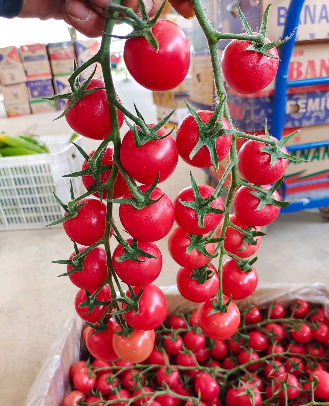 山西运城新绛长期供应大量西红柿和圣女果，价格美丽，有需要采购的可联系13301242523