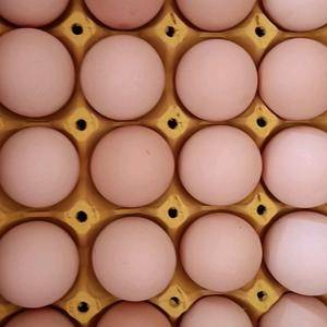 长年供应红心鸡蛋，毛重48一49斤，360枚一箱