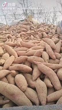 精品西瓜红密薯大量出窑需要的老板请在万农网上与我联系