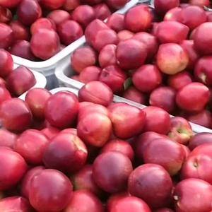 山东莒县万亩油桃油桃品种有126、12-33、未来1号、早4号、鲁油2号、毛桃有春雨、套袋黄桃等，大量上市欢迎前来选购。欢迎前来选购18769390158