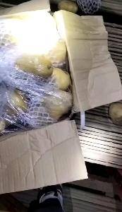 肥城荷兰十五土豆大量供应，颜色亮，芽眼浅，薯行好，好18...