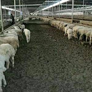 羊粪有机肥微生物有机肥
15091986897