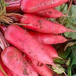 山东水萝卜产地，水萝卜价格，每年的3-5月份大量上市，口...