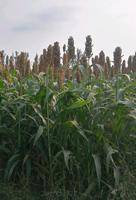 现状农田1000亩，有水井，土地平整肥沃，可种植小麦、玉米、高粱，寻求有经验的合作伙伴。电话151768069992