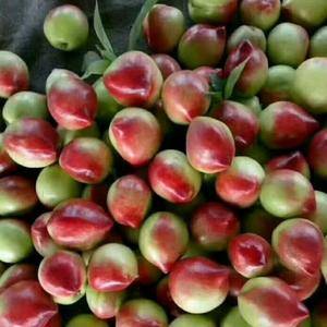 山东油桃正在上市，毛桃随季节供应，口感纯正，价格合理，质...