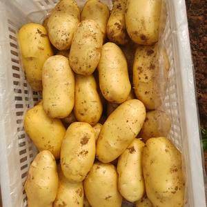 肥城三模土豆大量供应18753835545