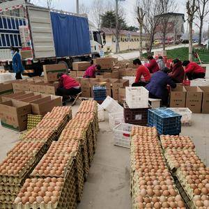 养殖场长期供应鲜鸡蛋每天800箱