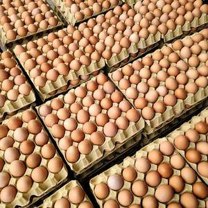 养殖场长期供应鲜鸡蛋每天800箱