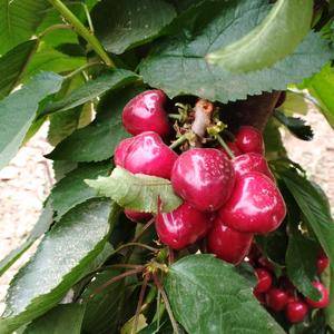 陕西樱桃已经大量上市，主要品种有红灯，萨米托。布鲁克斯，...