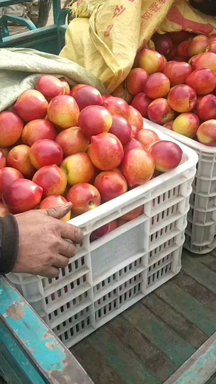 山东优质暖棚油桃大量上市了，中油4，中油5，126，黄桃...