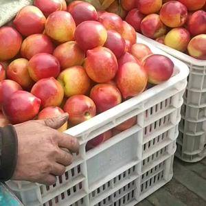 山东优质暖棚油桃大量上市了，中油4，中油5，126，黄桃...