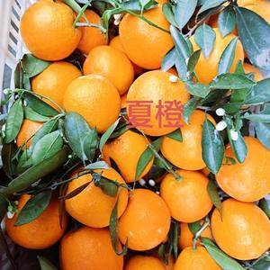 夏橙 农户一手货，果面干净，口感微甜，水分充足，农户一手...