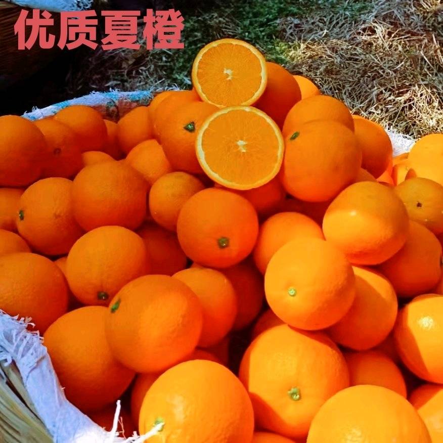 夏橙 农户一手货，果面干净，口感微甜，水分充足，农户一手货批发