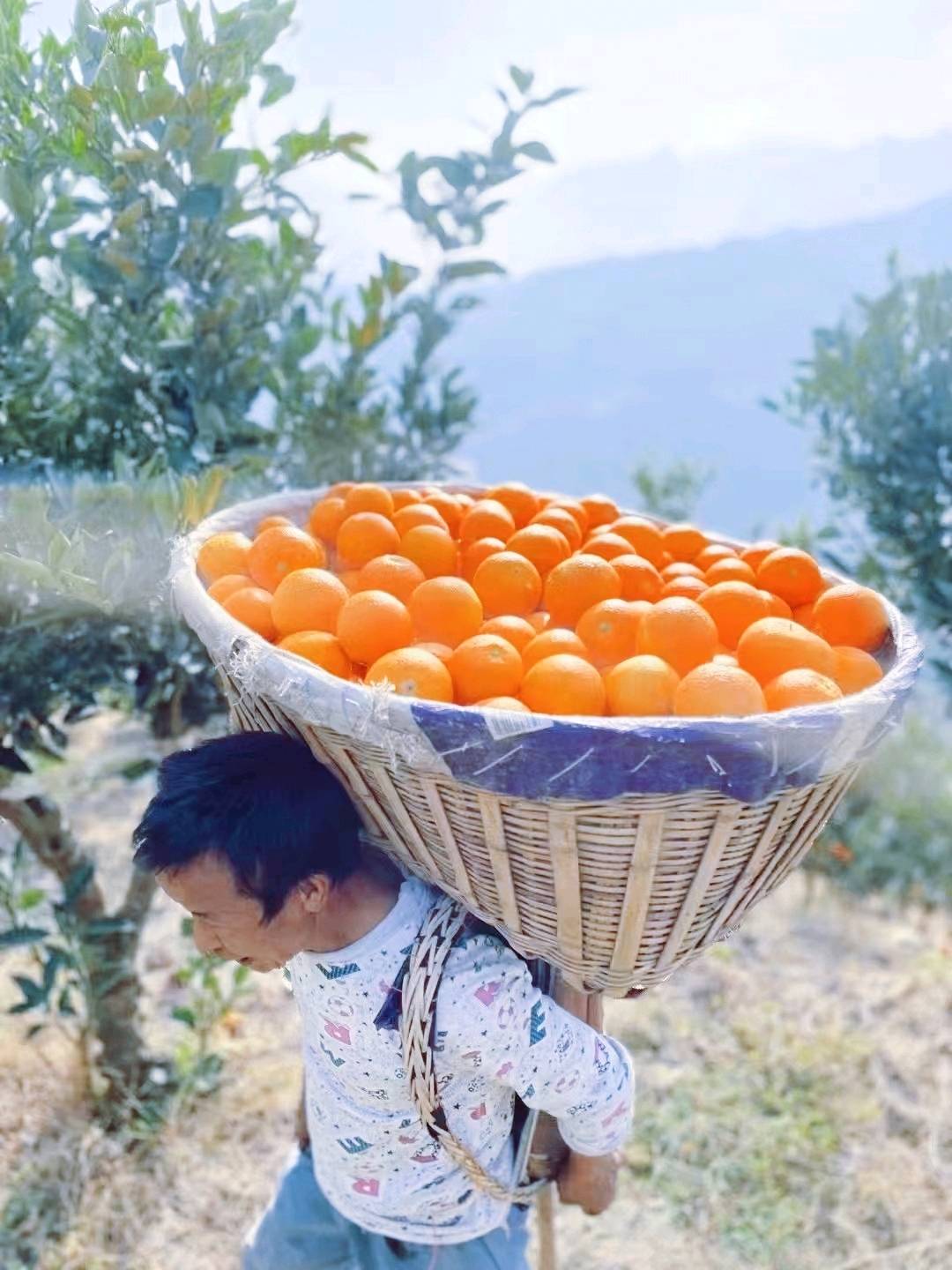 长虹  纽荷尔脐橙 ，碰柑  等各种水果  农户一手货，对接电商，大型超市，社团，市场