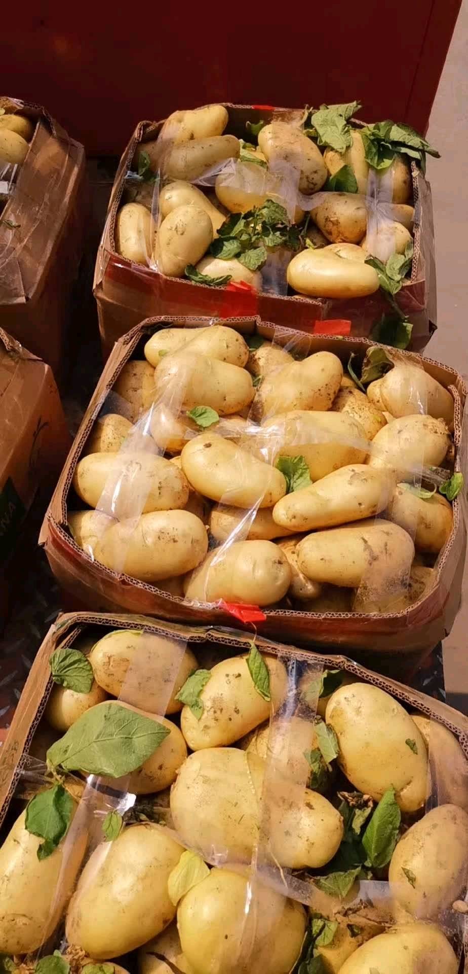 本地区常年供应高品质荷兰十五黄心土豆。种植面积大，大棚，露天，冷库土豆拥有尽有。本地区主要特点为：颜色亮，薯型好看，表面光滑，芽眼浅，无青头！需要的联系（微信同