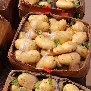 本地区常年供应高品质荷兰十五黄心土豆。种植面积大，大棚，...