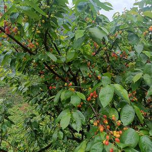贵州特产树苗，品种耐运输，口感上佳，颜色鲜艳。是樱桃中最优秀的品种之一，需要的老板联系18581051765v同号