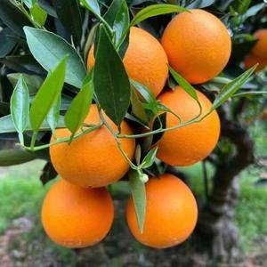 秭归夏橙特征：果实椭圆形或近圆形，果皮橙黄至橙红色，果肉...