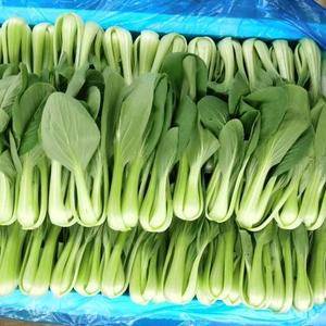 产地直供精品青菜上海青油菜奶白菜，价格低品质有保障。18605449795