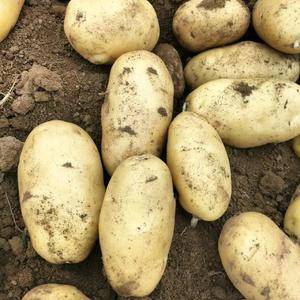 山东优质荷兰十五土豆大量供应保质保量货源充足187693...