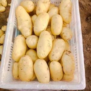 山东优质荷兰十五土豆大量供应保质保量货源充足18769342617