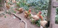 清远市阳山县玉米鸡，麻黄鸡，180天左右平均5~6.5 斤，联系电话13302359625