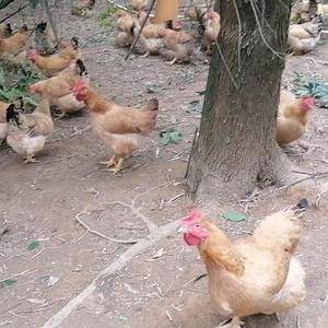 清远市阳山县玉米鸡，麻黄鸡，180天左右平均5~6.5 斤，联系电话13302359625