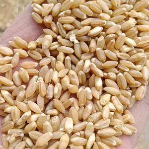 山东滨州地区小麦大量上市供应，水分13-20左右货源充足...
