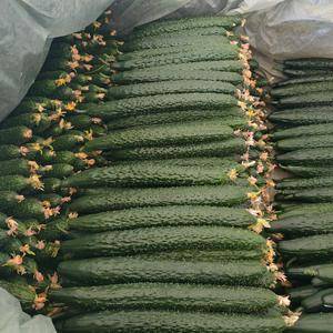 15666155515山东密刺黄瓜，大量有货，品质保证，支持全国发货，电商货
