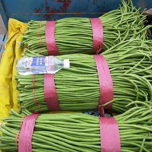 河北邯郸长豆角大量供应中，还有各种蔬菜大量供应，有需要的老板打电话联系13483043510