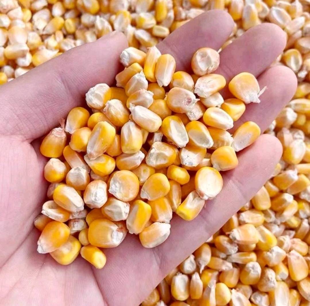 大量供应江西南昌产黄玉米粒，原生态种植，质优价廉，产地直供:15363119549周生
