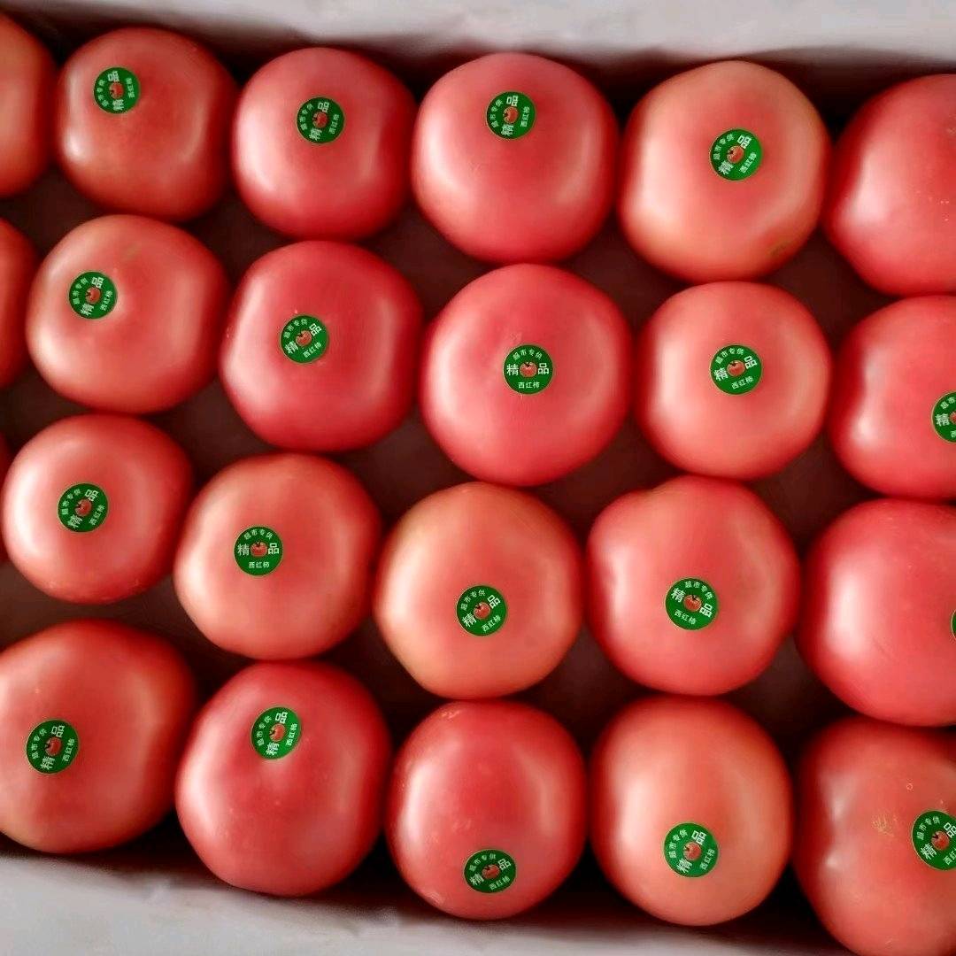 硬粉西红柿大量供应中欢迎各种电商，超市批发市场下单...