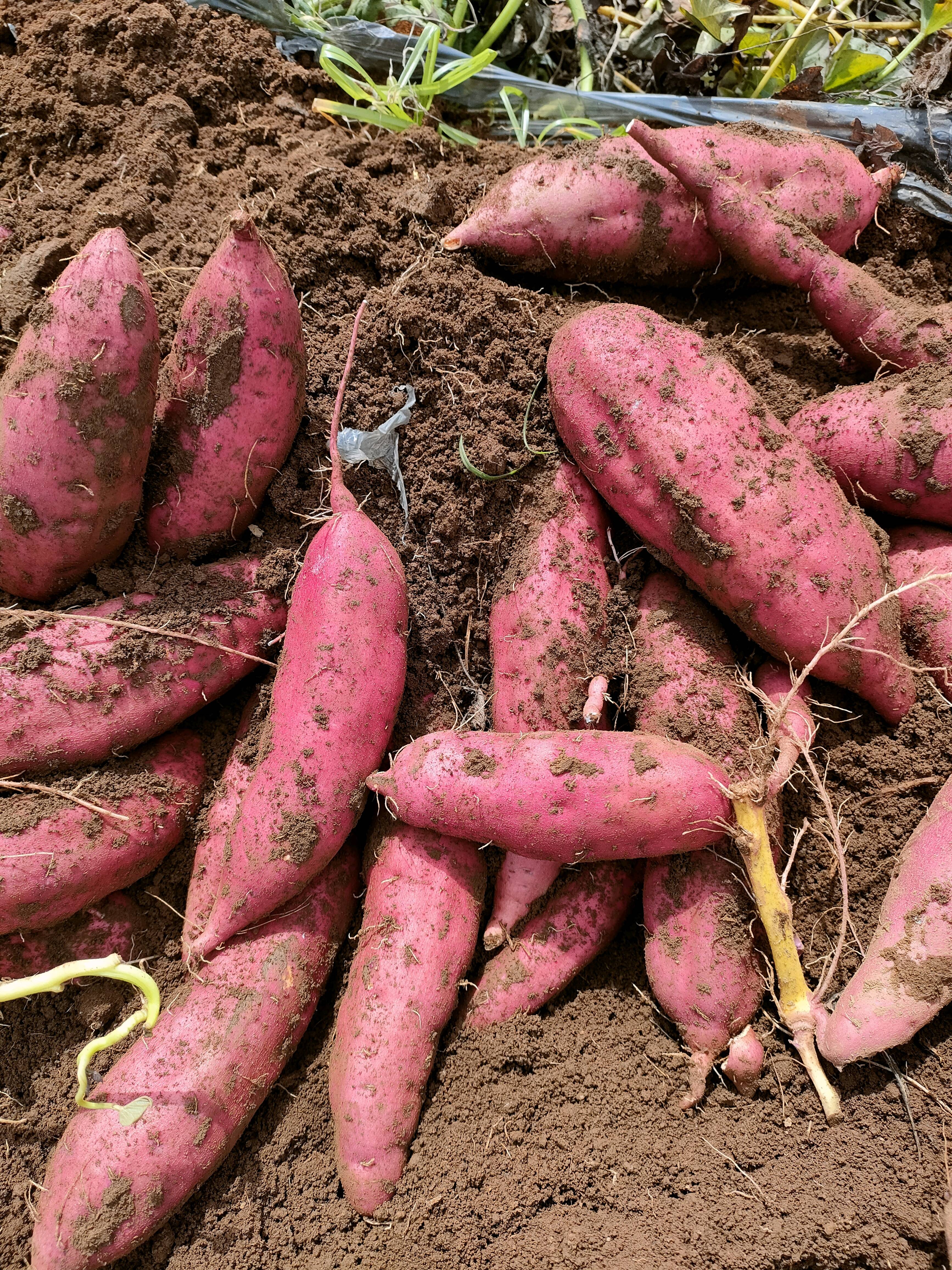 云南建水高原西瓜红蜜薯，灰薯，紫薯需要的老板联系